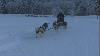 Link to Video | energy, occurrence, December, winter, 16:9, dog, Full High Definition, physical strength, sled dog racing, 2005, sound on tape, winter sport, color, race, Central Europe, dog sport, Siberian Husky, dog breed, Austria, Sport, European Union, competition, Werfenweng, day, animal, snow, competition