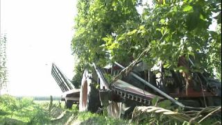 Link to Video | Pfaffenhofen, summer, Humulus, Full High Definition, Germany, 2006, sound on tape, color, Central Europe, Europe, day, Hallertau