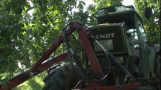 Link to Video | Pfaffenhofen, summer, Humulus, Full High Definition, Germany, 2006, sound on tape, color, Central Europe, Europe, day, Hallertau