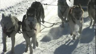 Link to Video | Schlittenhunderennen, energy, December, winter, dog, Full High Definition, sled dog racing, 2005, color, race, power, Central Europe, competition, sport, Siberian Husky, Austria, Salzburg, Europe, hobby, Werfenweng, day, animal, snow, endurance