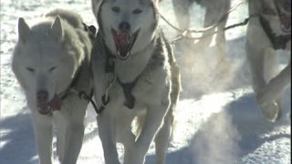 Link to Video | Schlittenhunderennen, energy, December, winter, dog, Full High Definition, sled dog racing, 2005, color, race, power, Central Europe, competition, sport, Siberian Husky, Austria, Salzburg, Europe, hobby, Werfenweng, day, animal, snow, endurance