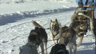 Link to Video | Schlittenhunderennen, energy, December, winter, dog, Full High Definition, sled dog racing, 2005, color, race, power, Central Europe, competition, sport, Siberian Husky, Austria, Salzburg, Europe, hobby, Werfenweng, day, animal, snow, endurance