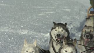 Link to Video | Schlittenhunderennen, energy, December, winter, dog, Full High Definition, sled dog racing, 2005, color, race, power, Central Europe, competition, sport, Siberian Husky, Austria, Salzburg, Europe, hobby, Werfenweng, day, animal, snow, endurance