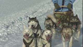 Link to Video | Schlittenhunderennen, energy, December, winter, dog, Full High Definition, sled dog racing, 2005, color, race, power, Central Europe, competition, sport, Siberian Husky, Austria, Salzburg, Europe, hobby, Werfenweng, day, animal, snow, endurance
