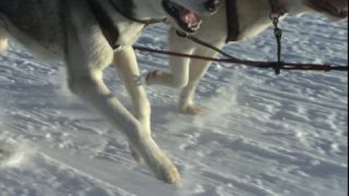 Link zum Video | Schlittenhunderennen, Energie, Dezember, Winter, Hund, Full High Definition, Schlittenhundesport, 2005, Farbe, Rennen, Leistung, Mitteleuropa, wirtschaftlicher Wettbewerb, Sport, Siberian Husky, Österreich, Salzburg, Europa, Hobby, Werfenweng, Tag, Tier, Schnee, Ausdauer