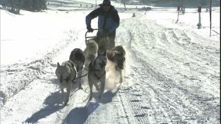 Link to Video | Schlittenhunderennen, energy, December, winter, dog, Full High Definition, sled dog racing, 2005, color, race, power, Central Europe, competition, sport, Siberian Husky, Austria, Salzburg, Europe, hobby, Werfenweng, day, animal, snow, endurance