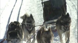 Link to Video | Schlittenhunderennen, energy, December, winter, dog, Full High Definition, sled dog racing, 2005, color, race, power, Central Europe, competition, sport, Siberian Husky, Austria, Salzburg, Europe, hobby, Werfenweng, day, animal, snow, endurance