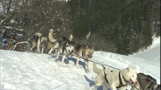 Link to Video | Schlittenhunderennen, energy, December, winter, dog, Full High Definition, sled dog racing, 2005, color, race, power, Central Europe, competition, sport, Siberian Husky, Austria, Salzburg, Europe, hobby, Werfenweng, day, animal, snow, endurance