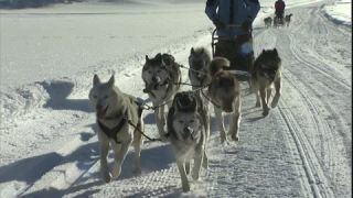 Link zum Video | Schlittenhunderennen, Energie, Dezember, Winter, Hund, Full High Definition, Schlittenhundesport, 2005, Farbe, Rennen, Leistung, Mitteleuropa, wirtschaftlicher Wettbewerb, Sport, Siberian Husky, Österreich, Salzburg, Europa, Hobby, Werfenweng, Tag, Tier, Schnee, Ausdauer