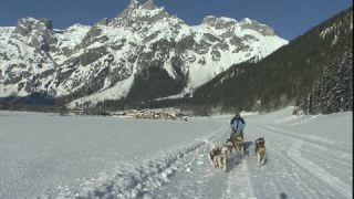 Link zum Video | Schlittenhunderennen, Energie, Dezember, Winter, Hund, Full High Definition, Schlittenhundesport, 2005, Farbe, Rennen, Leistung, Mitteleuropa, wirtschaftlicher Wettbewerb, Sport, Siberian Husky, Österreich, Salzburg, Europa, Hobby, Werfenweng, Tag, Tier, Schnee, Ausdauer