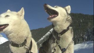 Link zum Video | Schlittenhunderennen, Energie, Dezember, Winter, Hund, Full High Definition, Schlittenhundesport, 2005, Farbe, Rennen, Leistung, Mitteleuropa, wirtschaftlicher Wettbewerb, Sport, Siberian Husky, Österreich, Salzburg, Europa, Hobby, Werfenweng, Tag, Tier, Schnee, Ausdauer