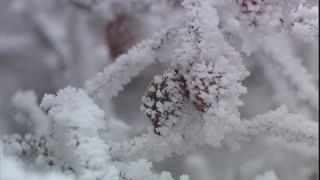 Link to Video | January, freezing, winter, fruit, Rosa canina, Full High Definition, 2006, color, ice, white, cold, Central Europe, close-up, red, Austria, shrub, Lower Austria, crystal, frost, Europe, Rosaceae, rose hip, frozen, plant, nature