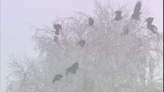 Link to Video | January, tree, freezing, flock, creature, winter, resting, community, Full High Definition, 2006, flight, color, cold, Central Europe, grey sky, fog, Austria, Lower Austria, Corvus, frost, Europe, birds, animal, nature