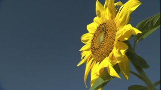 Link to Video | summer, insect, common sunflower, Full High Definition, blue sky, annual plant, low-angle shot, color, Asteraceae, Helianthus, gathering, Europe, flower, animal, bees, plant, pollen, flower petal, yellow