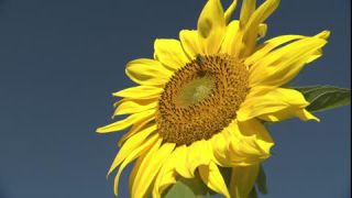Link to Video | summer, insect, common sunflower, Full High Definition, blue sky, annual plant, low-angle shot, color, Asteraceae, Helianthus, gathering, Europe, flower, animal, bees, plant, pollen, flower petal, yellow