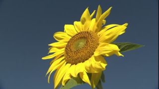 Link to Video | summer, insect, common sunflower, Full High Definition, blue sky, annual plant, low-angle shot, color, Asteraceae, Helianthus, gathering, Europe, flower, animal, bees, plant, pollen, flower petal, yellow