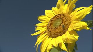 Link to Video | summer, insect, common sunflower, Full High Definition, blue sky, annual plant, low-angle shot, color, Asteraceae, Helianthus, gathering, Europe, flower, animal, bees, plant, pollen, flower petal, yellow