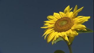 Link to Video | summer, insect, common sunflower, Full High Definition, blue sky, annual plant, low-angle shot, color, Asteraceae, Helianthus, gathering, Europe, flower, animal, bees, plant, pollen, flower petal, yellow