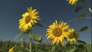 Link to Video | summer, insect, common sunflower, Full High Definition, blue sky, annual plant, low-angle shot, color, Asteraceae, Helianthus, gathering, Europe, flower, animal, bees, plant, pollen, flower petal, yellow
