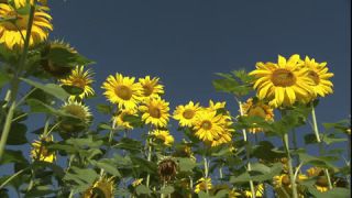 Link to Video | summer, insect, common sunflower, Full High Definition, blue sky, annual plant, low-angle shot, color, Asteraceae, Helianthus, gathering, Europe, flower, animal, bees, plant, pollen, flower petal, yellow