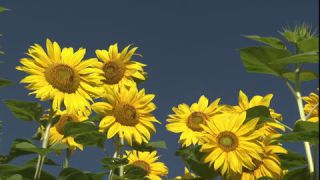 Link to Video | summer, insect, common sunflower, Full High Definition, blue sky, annual plant, low-angle shot, color, Asteraceae, Helianthus, gathering, Europe, flower, animal, bees, plant, pollen, flower petal, yellow