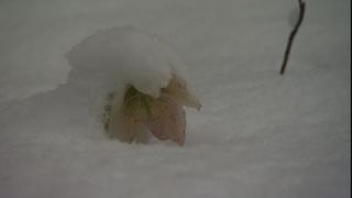 Link to Video | spring, Helleborus niger, snowmelt, Tauen, Full High Definition, color, cold, Central Europe, close-up, Europe, flower, plant, snow, yellow