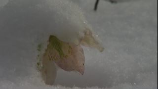 Link to Video | spring, Helleborus niger, snowmelt, Tauen, Full High Definition, color, cold, Central Europe, close-up, Europe, flower, plant, snow, yellow