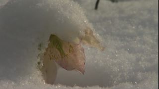 Link to Video | spring, Helleborus niger, snowmelt, Tauen, Full High Definition, color, cold, Central Europe, close-up, Europe, flower, plant, snow, yellow