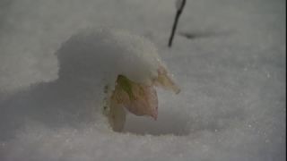 Link to Video | spring, Helleborus niger, snowmelt, Tauen, Full High Definition, color, cold, Central Europe, close-up, Europe, flower, plant, snow, yellow