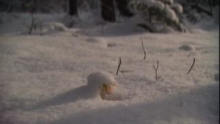 Link to Video | spring, Helleborus niger, snowmelt, Tauen, Full High Definition, color, cold, Central Europe, close-up, Europe, flower, plant, snow, yellow