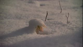 Link to Video | spring, Helleborus niger, snowmelt, Tauen, Full High Definition, color, cold, Central Europe, close-up, Europe, flower, plant, snow, yellow