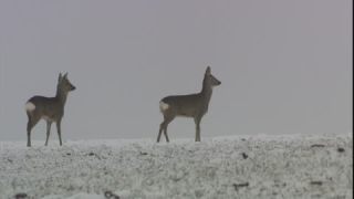 Link to Video | roe deer, November, winter, 16:9, Rotwild, Full High Definition, 2006, color, collective retirement savings, cold, Wildlife Observation, Mitteleuropa, Austria, medium shot, Europe, Aufmerksamkeit, animal, snow, meadow, nature