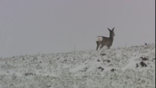 Link to Video | roe deer, November, winter, 16:9, Rotwild, Full High Definition, 2006, color, collective retirement savings, cold, Wildlife Observation, Mitteleuropa, Austria, medium shot, Europe, Aufmerksamkeit, animal, snow, meadow, nature