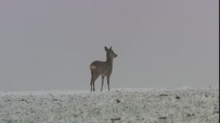 Link to Video | roe deer, November, winter, 16:9, Rotwild, Full High Definition, 2006, color, collective retirement savings, cold, Wildlife Observation, Mitteleuropa, Austria, medium shot, Europe, Aufmerksamkeit, animal, snow, meadow, nature